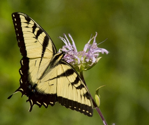 Foto Natureza asa flor animais selvagens