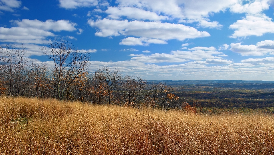 Landschaft baum natur wald