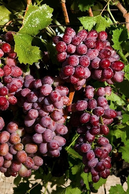 Plant grape bunch farm Photo