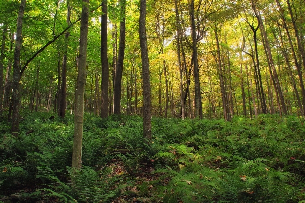 Tree nature forest wilderness Photo