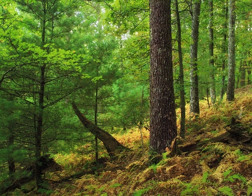 Tree nature forest wilderness Photo