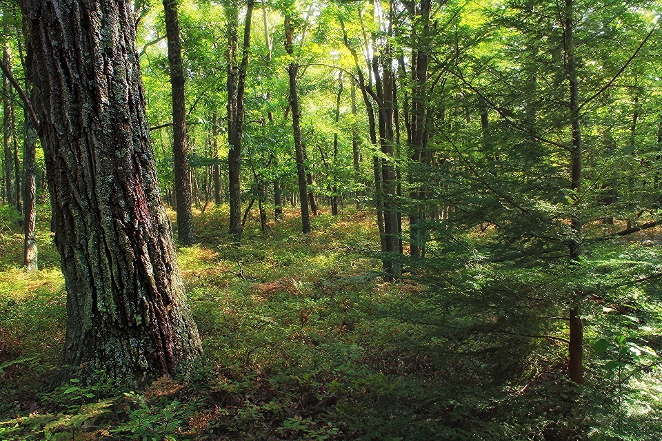 木 自然 森 荒野
