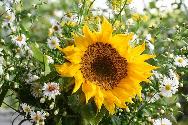 Blossom growth plant flower Photo