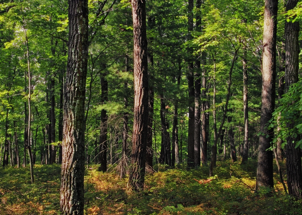 Albero natura foresta selvaggia
