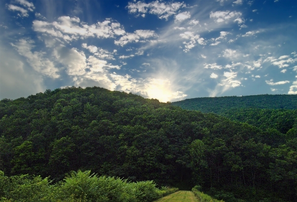 Landscape tree nature forest Photo