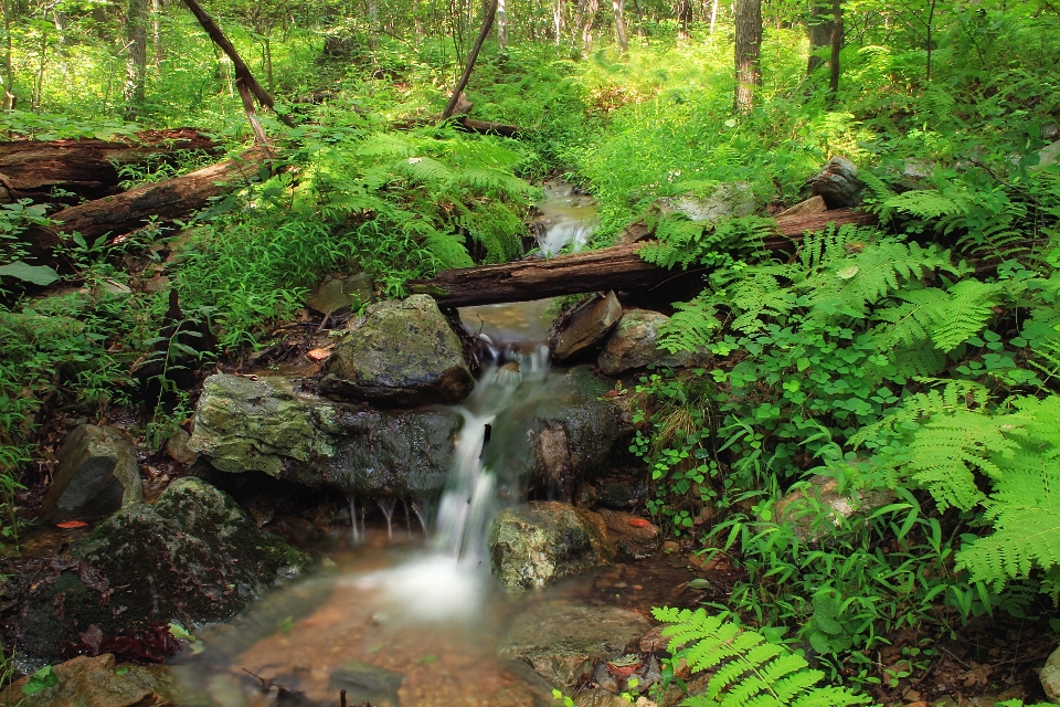 Forêt cascade ruisseau
 région sauvage
