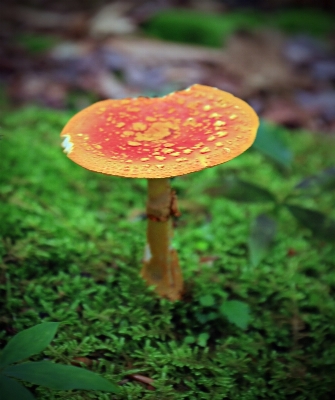 Nature forest grass hiking Photo