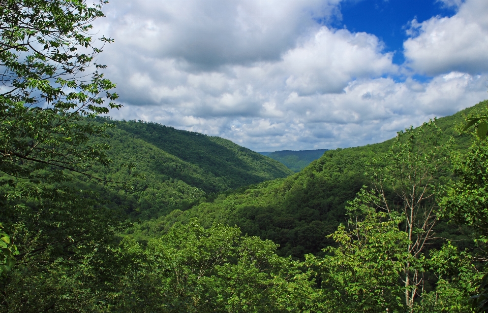 Landschaft baum natur wald