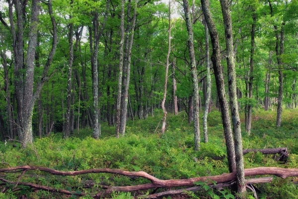 Foto Albero natura foresta selvaggia
