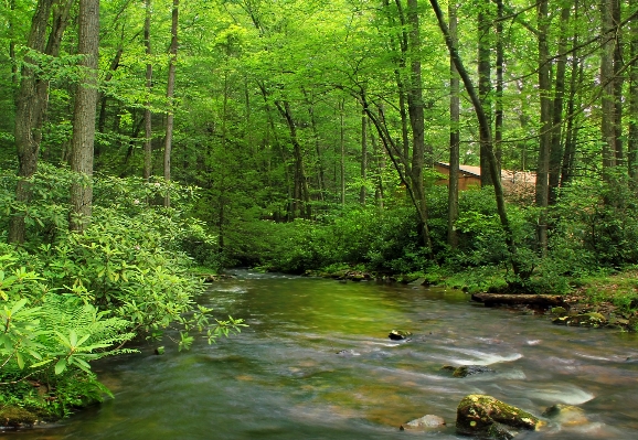 Ağaç doğa orman dere
 Fotoğraf