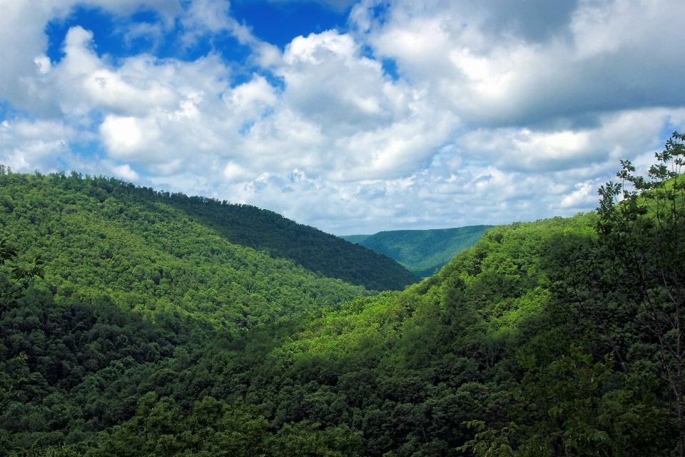 Paesaggio albero natura foresta