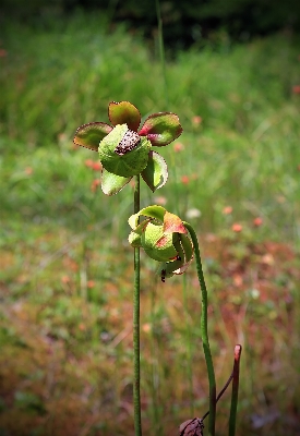 Nature blossom plant hiking Photo