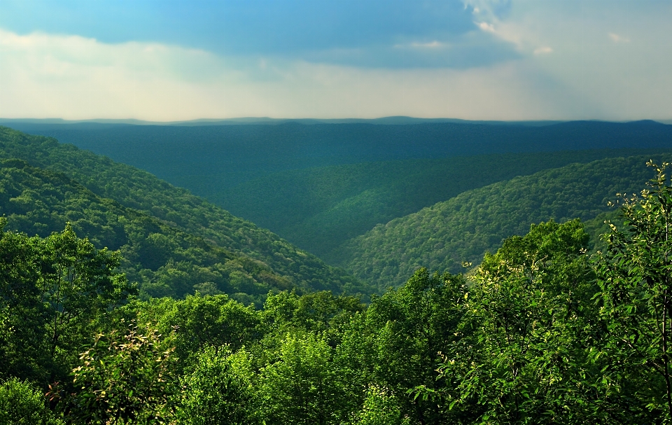 Landscape tree nature forest