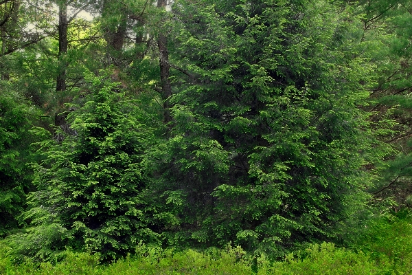 Tree nature forest grass Photo