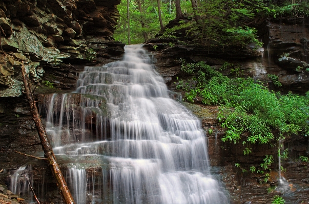 Water forest waterfall creek Photo