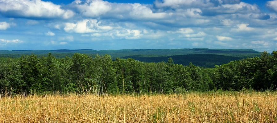 Landschaft baum natur wald Foto