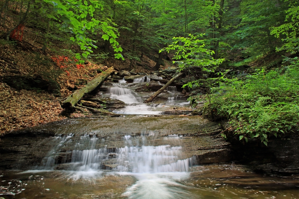 Water forest waterfall creek