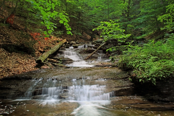 Water forest waterfall creek Photo