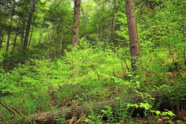 Baum natur wald wildnis
 Foto