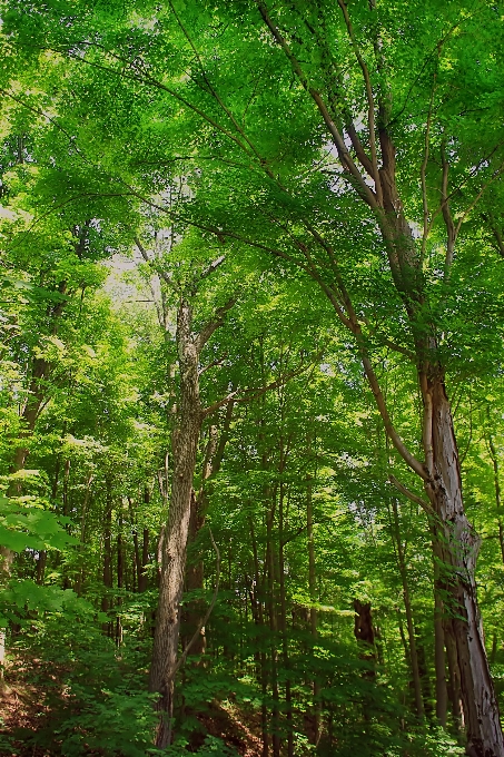 Tree nature forest branch