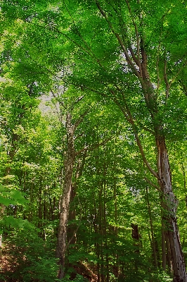 Tree nature forest branch Photo