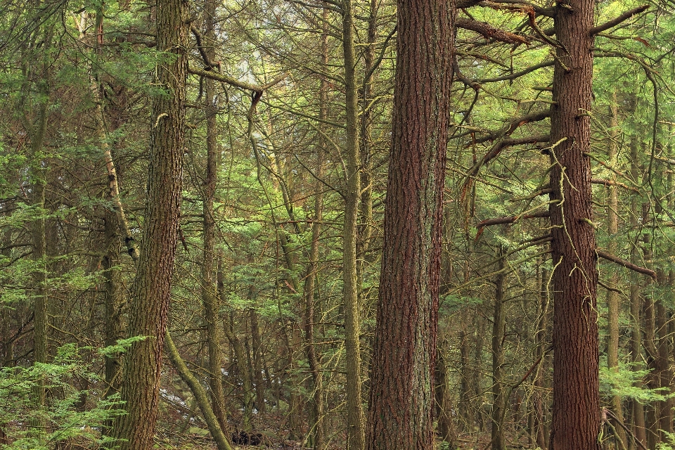 Tree nature forest wilderness