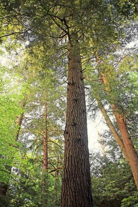 Drzewo natura las oddział