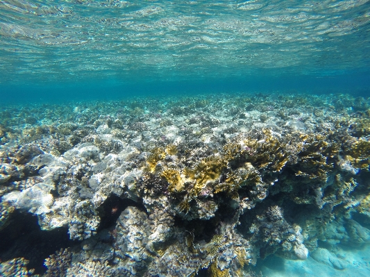 Beach sea water ocean Photo