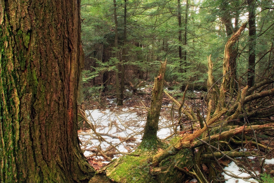 Albero natura foresta selvaggia
