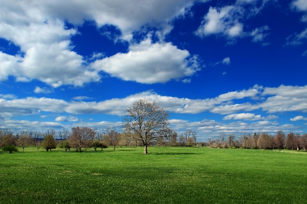 Landscape tree nature grass Photo