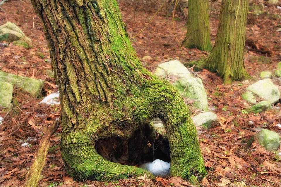 Albero natura foresta pianta