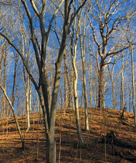 árvore natureza floresta filial