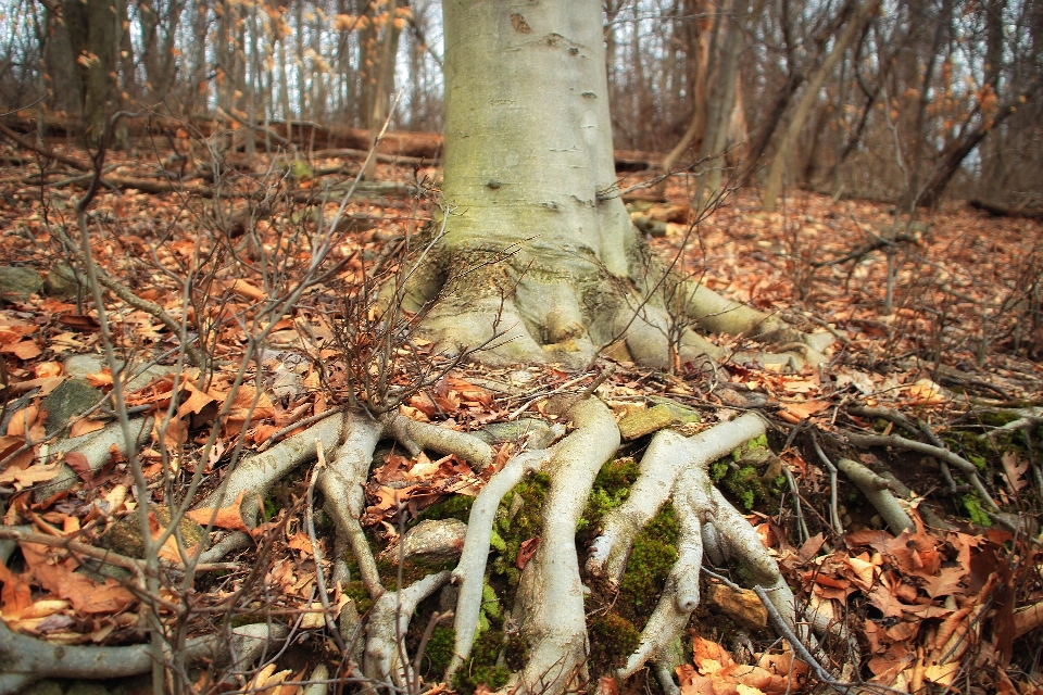 Tree nature forest winter