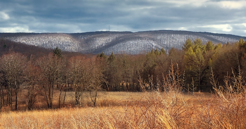 Landscape tree nature forest