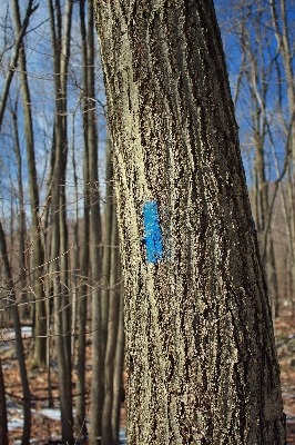 Tree nature forest branch Photo