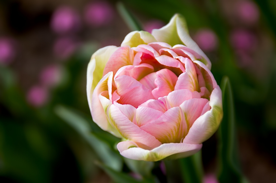 Fleurir usine fleur pétale