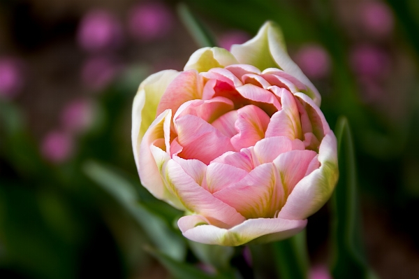 Blossom plant flower petal Photo