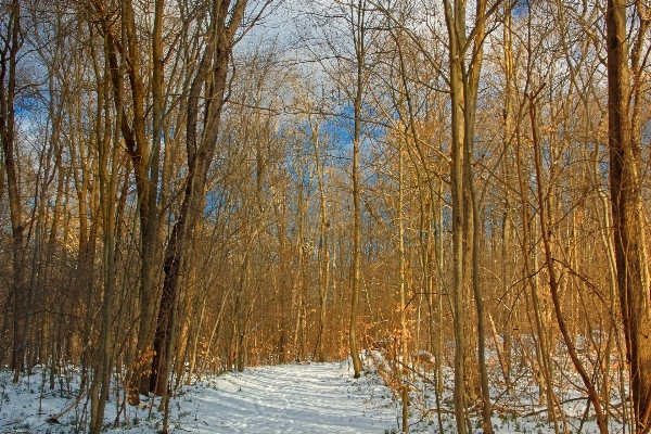 Tree nature forest path Photo