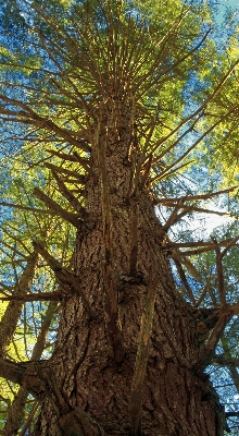 Foto Pohon alam hutan cabang