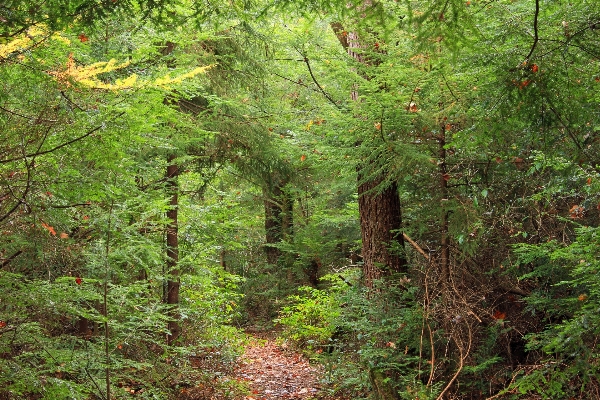 Tree nature forest path Photo