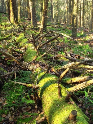 Tree nature forest swamp Photo