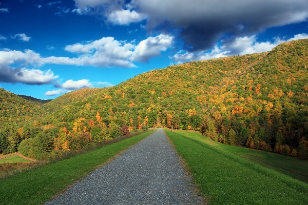 Landscape tree nature forest Photo