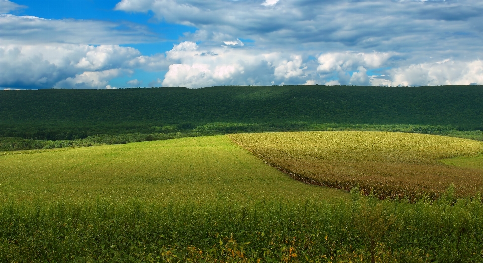 Landscape nature grass horizon