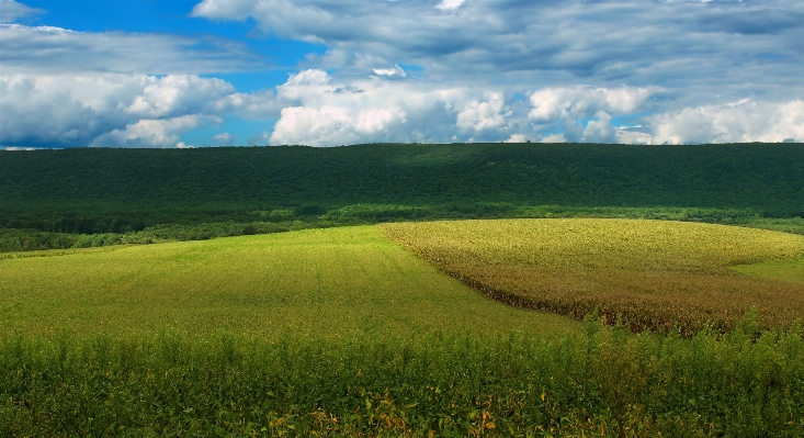 Landscape nature grass horizon Photo