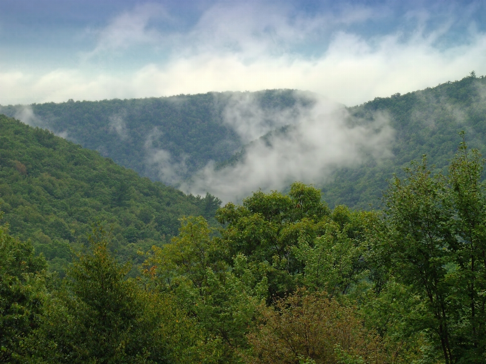 Paisaje árbol naturaleza bosque