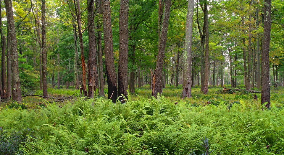 Tree nature forest wilderness