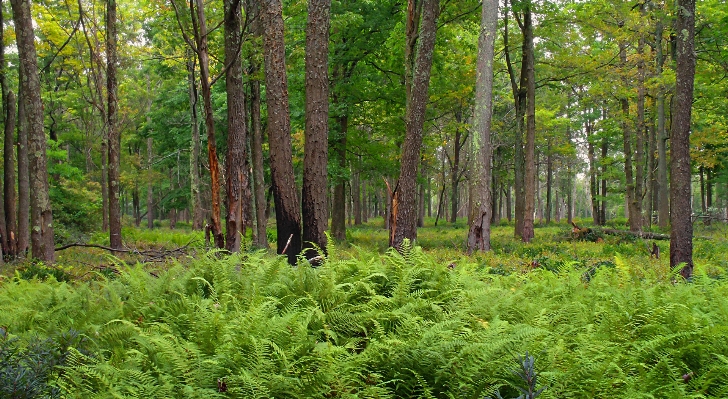 Foto Pohon alam hutan gurun
