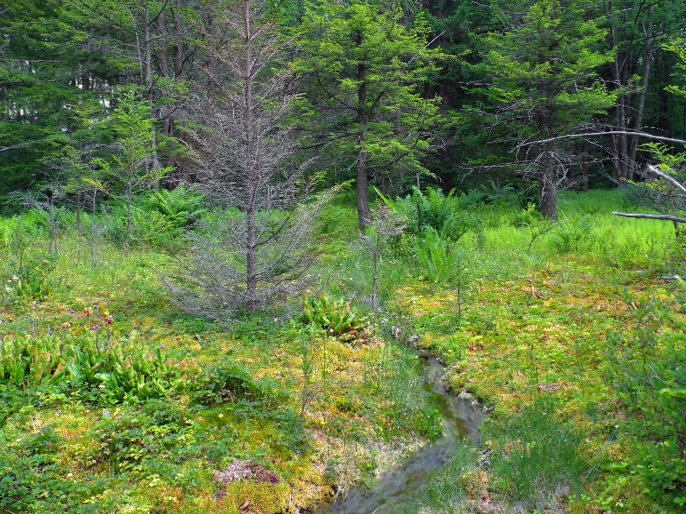 árvore natureza floresta grama