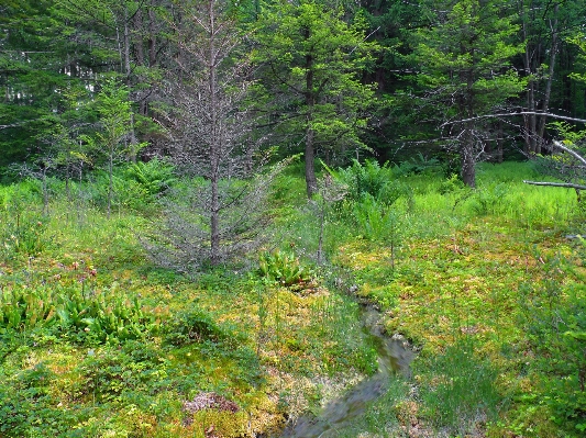 Tree nature forest grass Photo