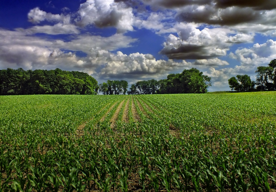 Landscape nature grass horizon